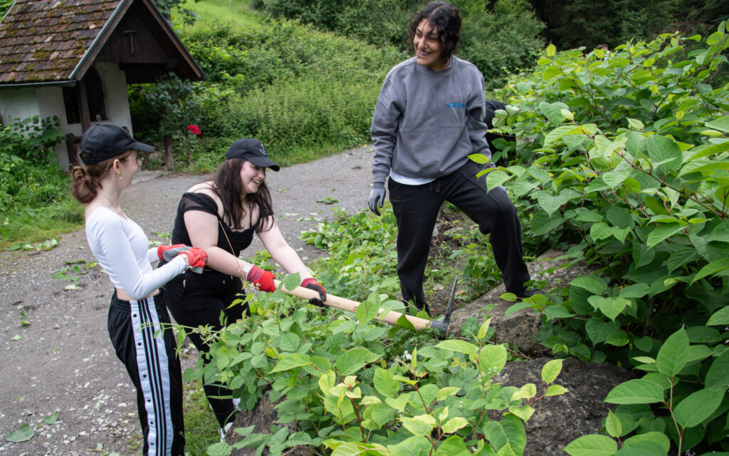 3 Jugendliche reißen Neophyten aus und haben dabei Spaß.